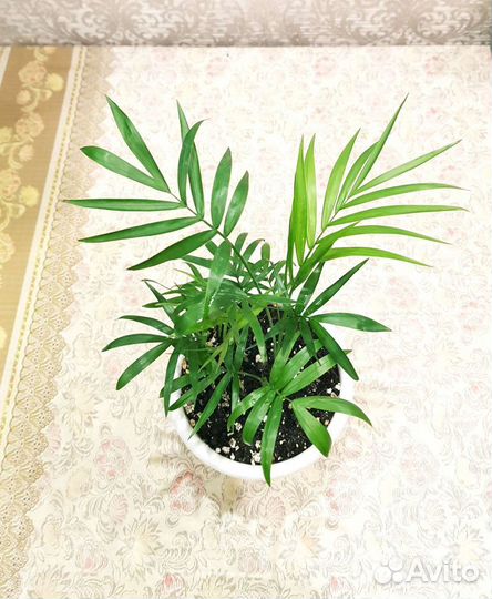 Тростниковая пальма Хамедорея