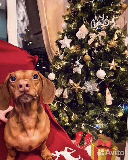 Вязка Такса Миша ищет невесту для свидания