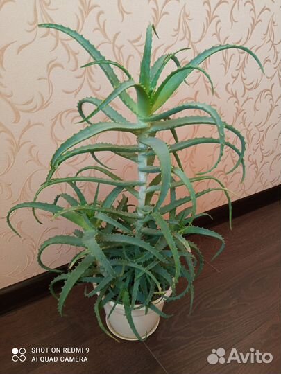 Продам цветы комнатные