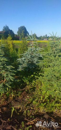 Ель колючая голубая