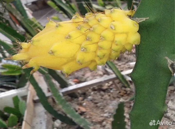 Питaхайя красная (мякоть) и желтая или дрэгон фрут