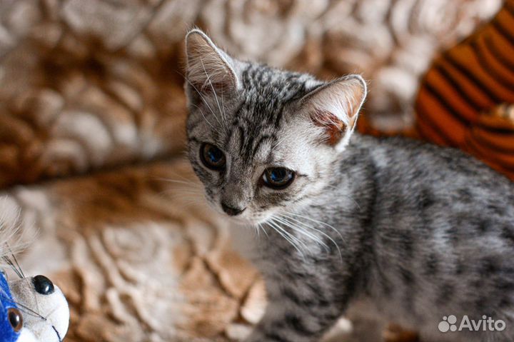 Котята в добрые руки бесплатно