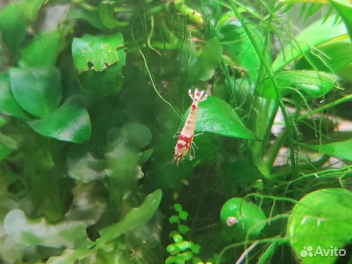 Растения, Аквариумы, камни, коряги