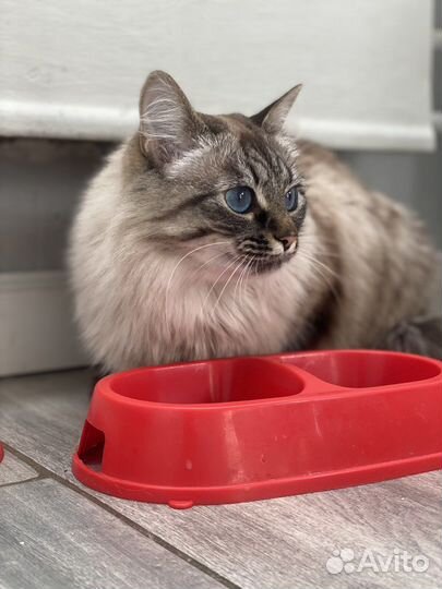 Кошки в добрые руки бесплатно