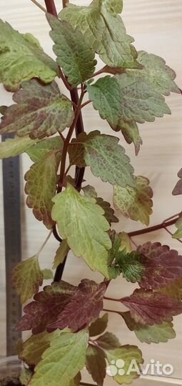 Колеусы, ирга