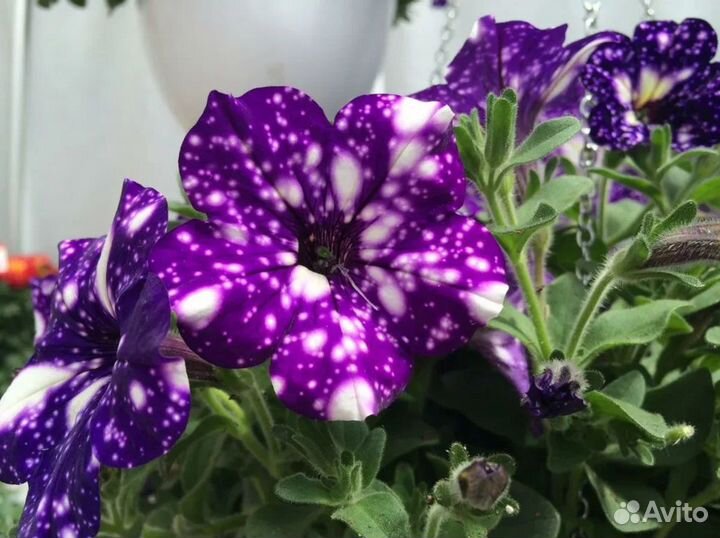 Петуния 