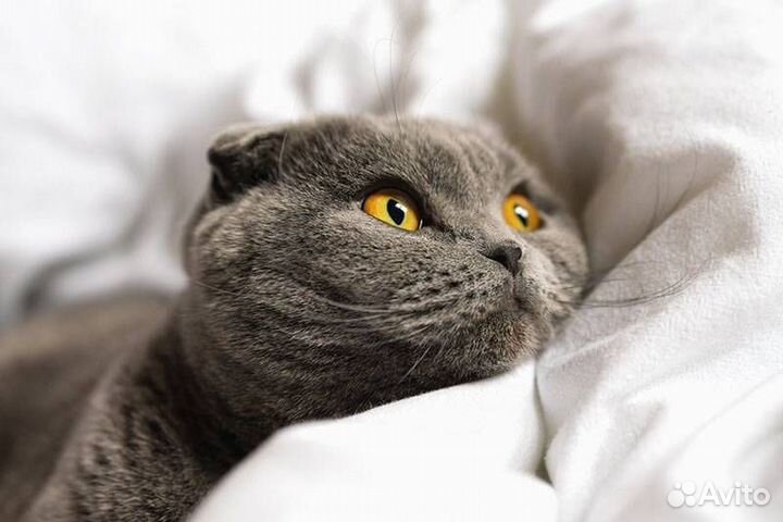 Передержка кошек на время отпуска