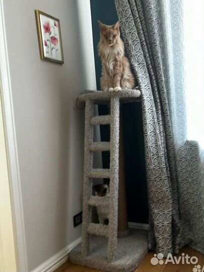 Когтеточка с лежанкой