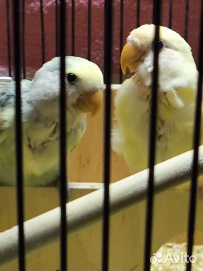 Попугаи кореллы и неразлучники