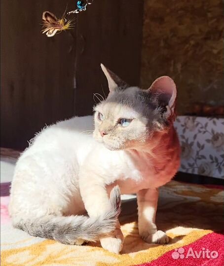 Девон-рекс вязка