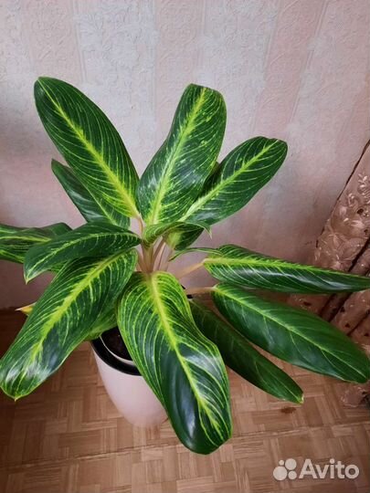 Аглаонемы:Мадонна,Король сиам