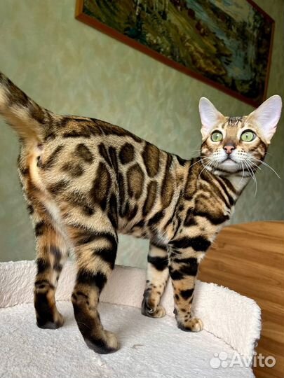 Бенгальская кошечка