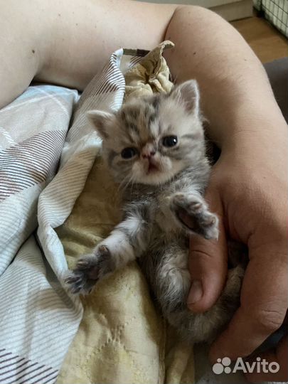 Продам котенка экзот экстремал, девочка