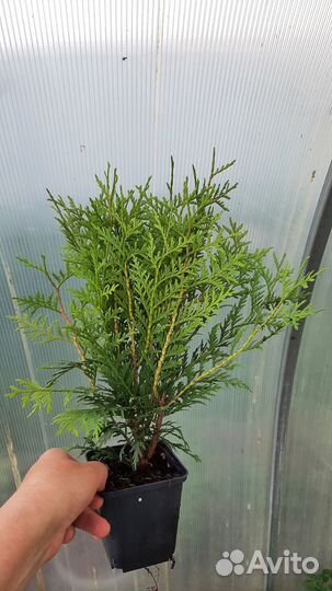 Туя западная