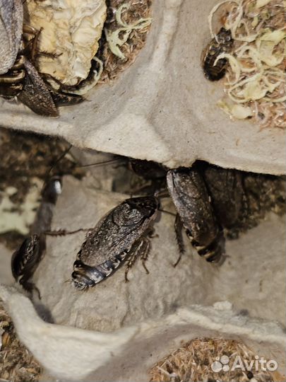 Мраморные тараканы