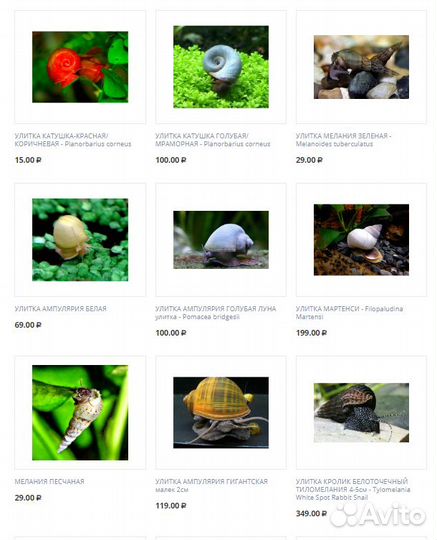 Аквариумные улитки в Магазине ассортимент