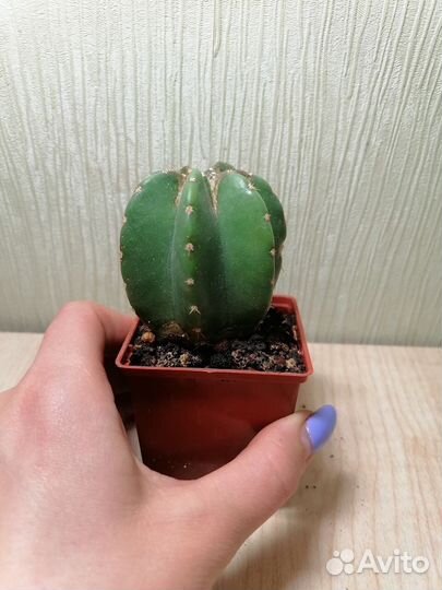 Алоэ, кактусы, гастиории, красула, хавортия