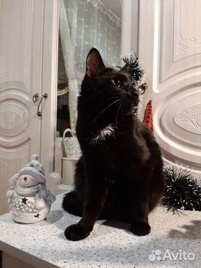 Мурзик в добрые руки