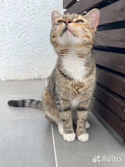 Кошка девочка