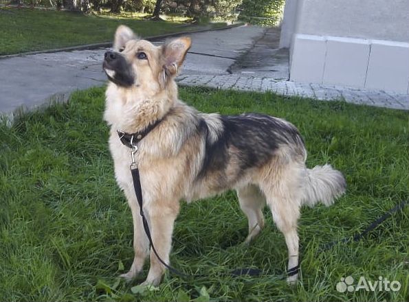 Красавица Нюша, стерильная, привитая 10 мес в дар