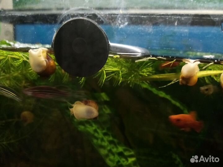 Улитки, ампулярии