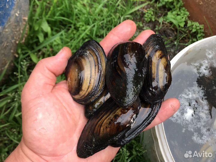 Ракушка Перловица