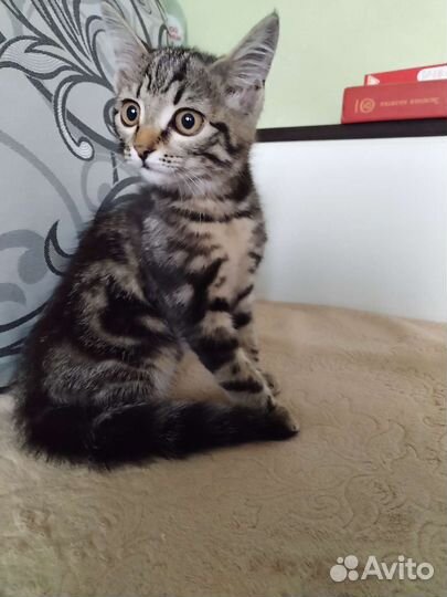 Кошки в добрые руки бесплатно