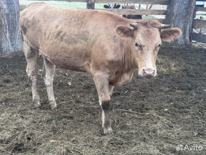 Быки и телки