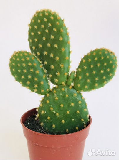 Кактусы необычные