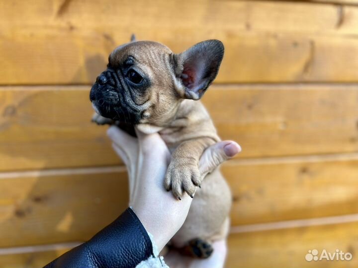 Французский бульдог