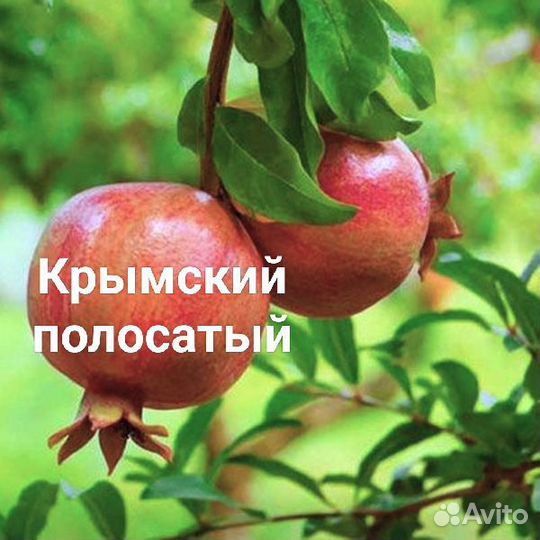 Саженцы граната