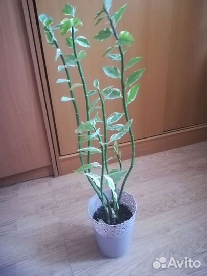 Педилантус