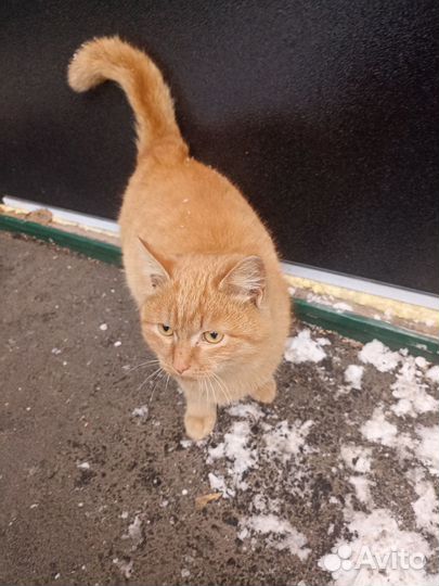 Отдам в хорошие руки бесплатно 2 взрослых котят