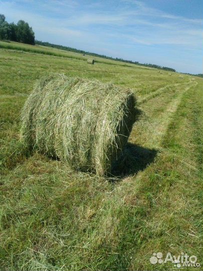 Сено в рулонах