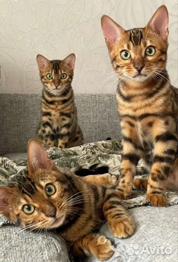 Бенгальские котята