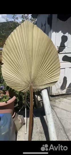 Пампасная трава. Сухоцветы. Тростник