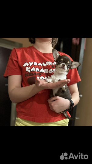 Любителям мелких пород