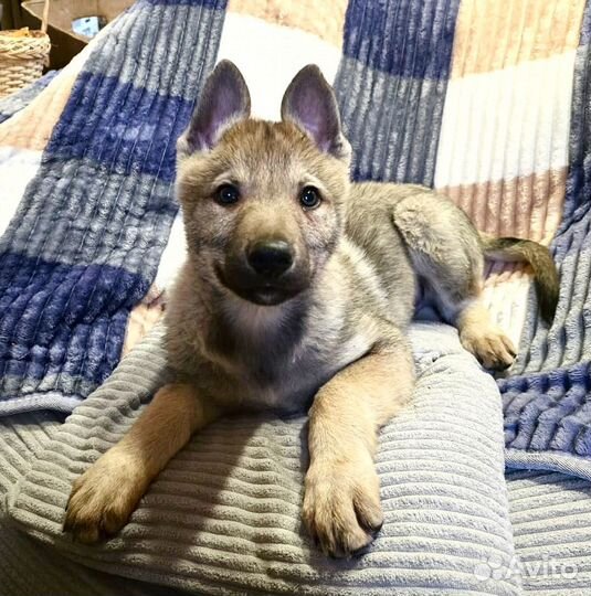 Щенки волкособа