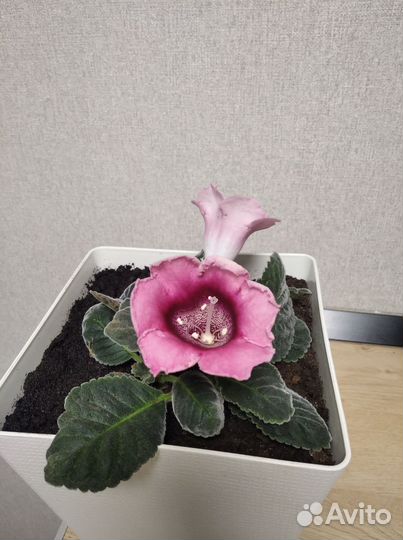 Цветущая глоксиния