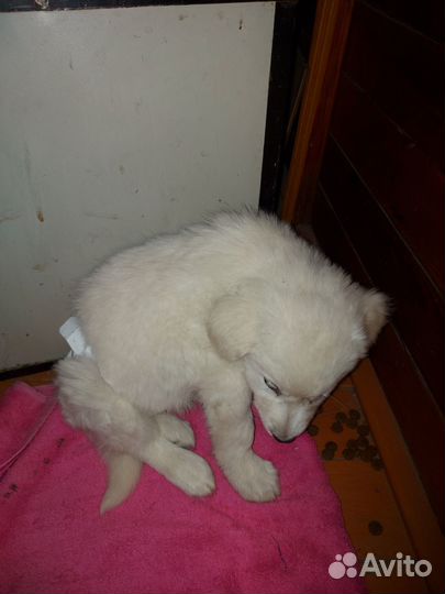 Отдам в добрые руки. щенок, мальчик