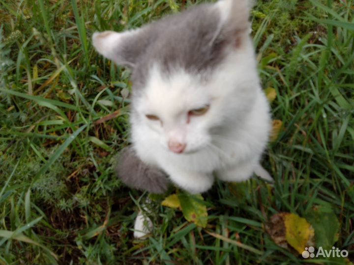 Котенок девочка в добрые руки