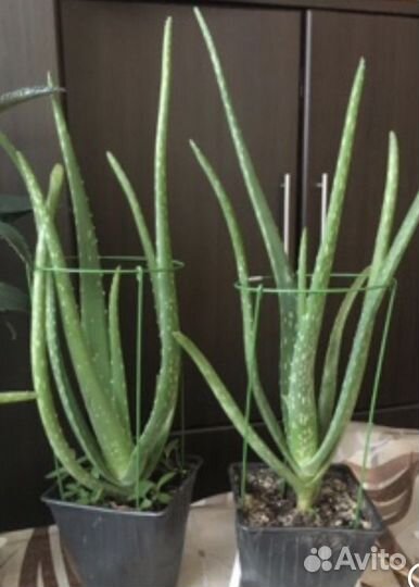 Алоэ и каланхоэ