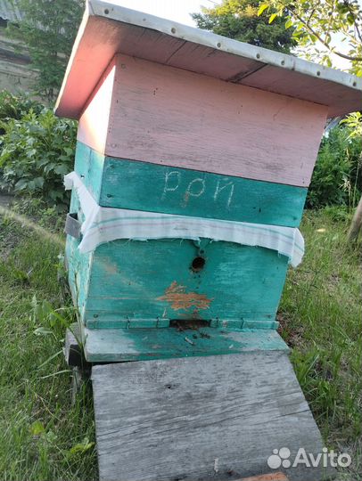 Пчелы и улья