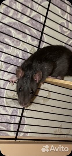 Крысята дамбо девочки