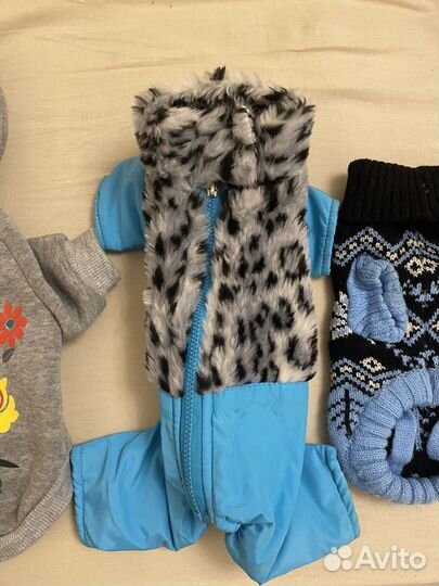 Одежда для той терьера