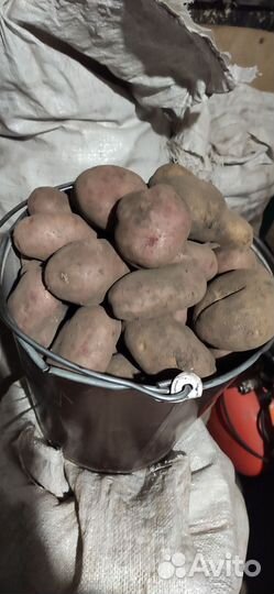 Картофель 20р/кг