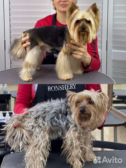 Груминг принимаю дома и выезжаю к вам