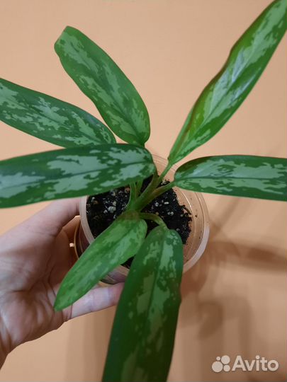 Аглаонема cutlass