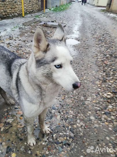 Сибирский хаски