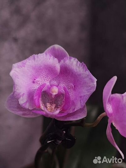 Орхидея фаленопсис Little Mary Peloric